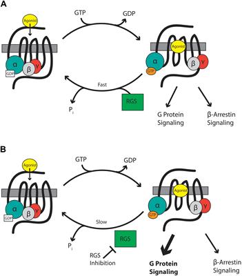 Regulator of G-Protein Signaling (RGS) Protein Modulation of Opioid Receptor Signaling as a Potential Target for Pain Management